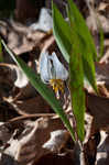 White troutlily <BR>White fawnlily